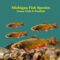 Michigan Game Fish and Panfish Species Kids Book: Great Book About the Different Types of Fish in Michigan