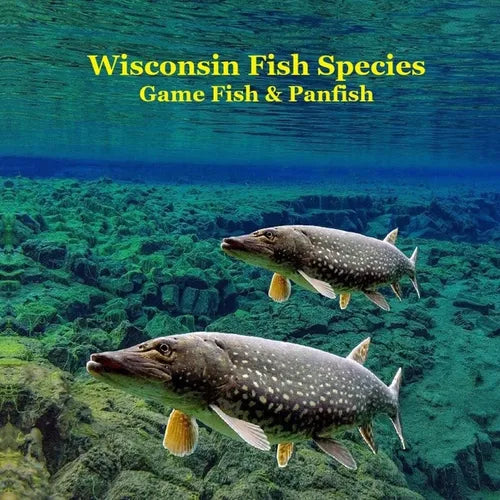 Wisconsin Game Fish and Panfish Species Kids Book: Great Book About the Different Types of Fish in Wisconsin