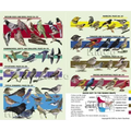 Kaufman Field Guide to Birds of North America
