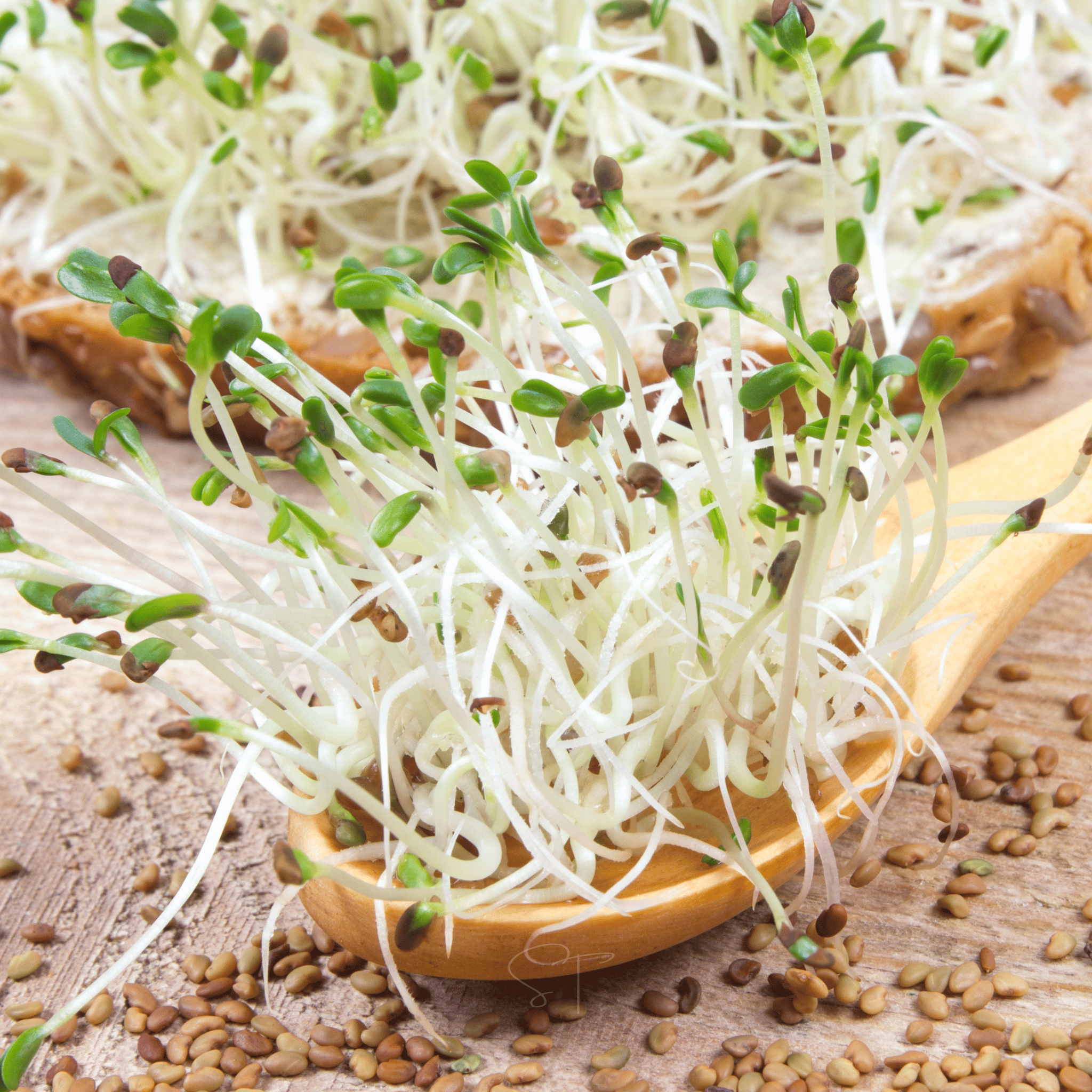Alfalfa Sprout – 500 Seeds