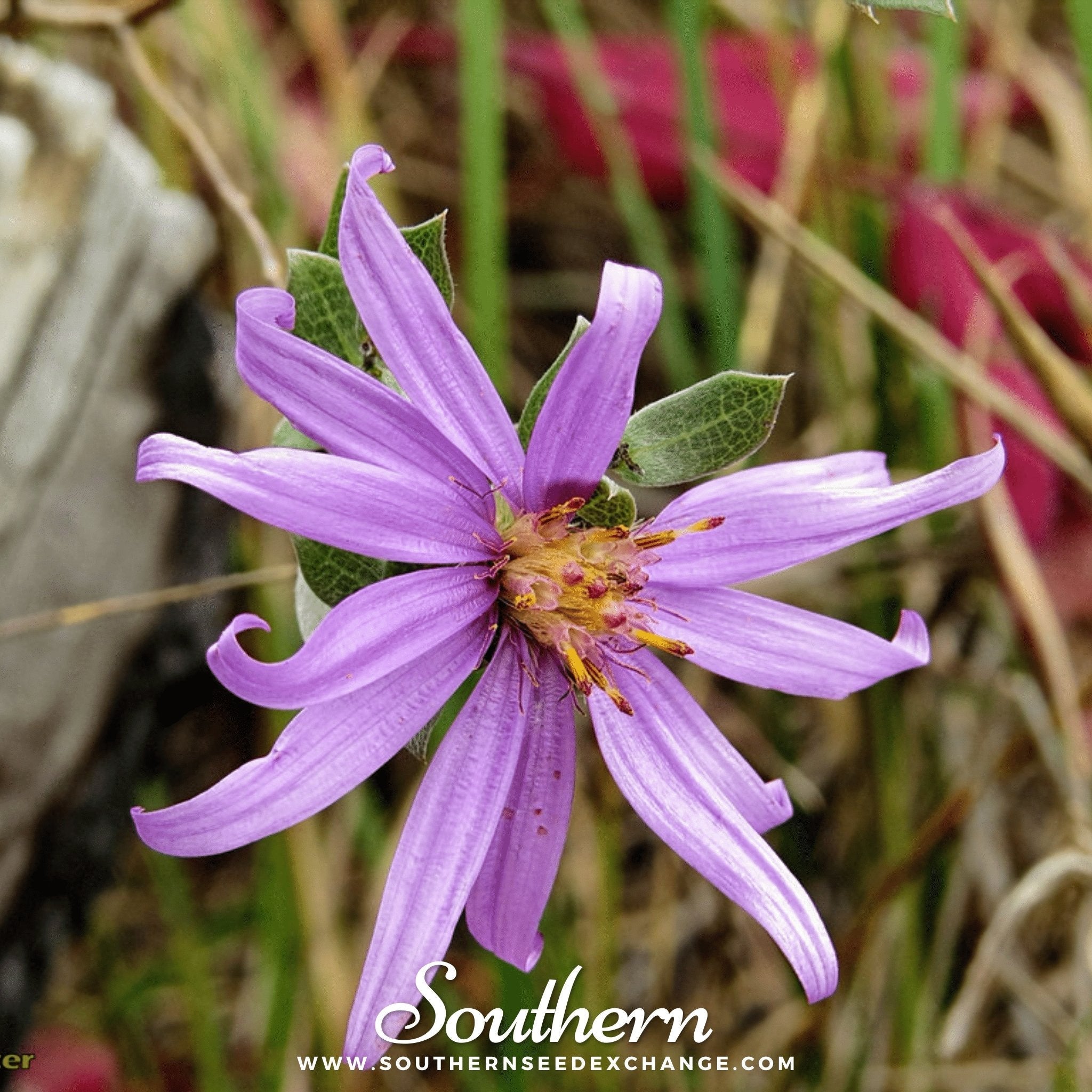 Silky Aster – 25 Seeds