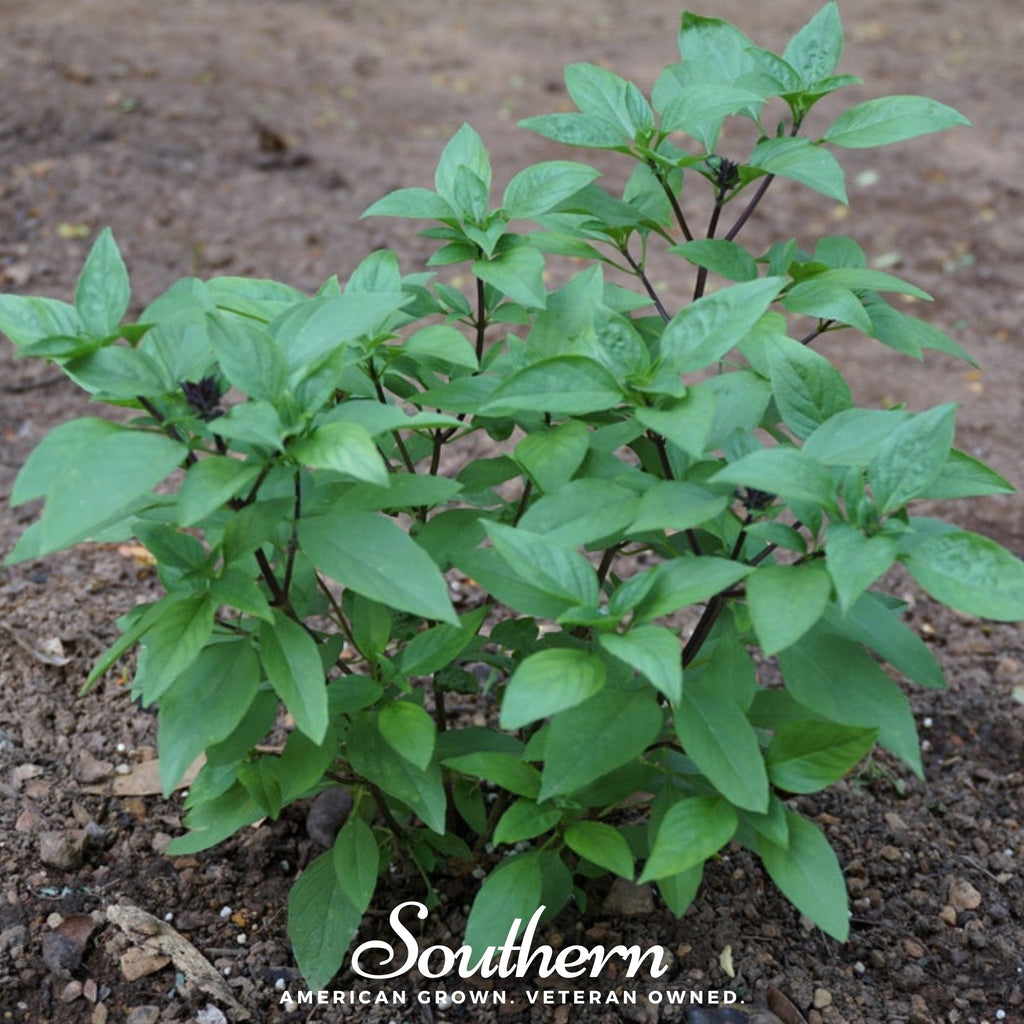 Licorice Basil – 250 Seeds