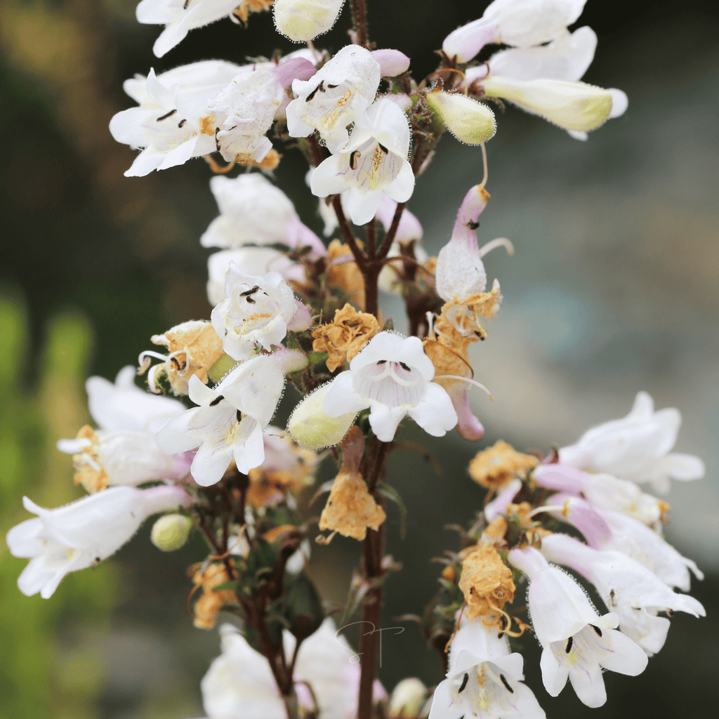 Beardtongue Foxglove – 200 Seeds