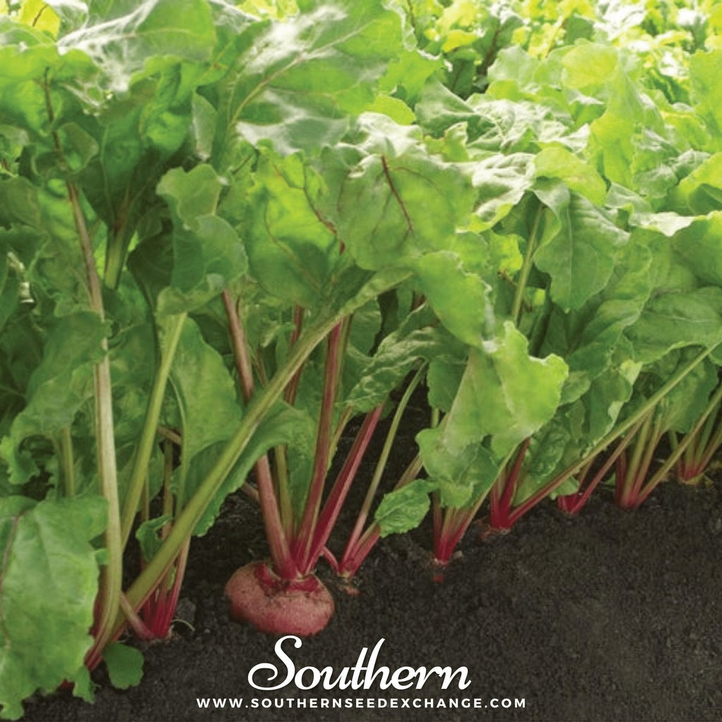 Chioggia Beet – 100 Seeds