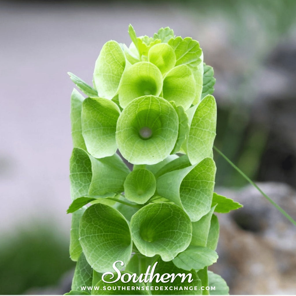 Bells of Ireland – 100 Seeds