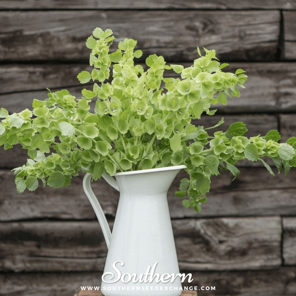 Bells of Ireland – 100 Seeds