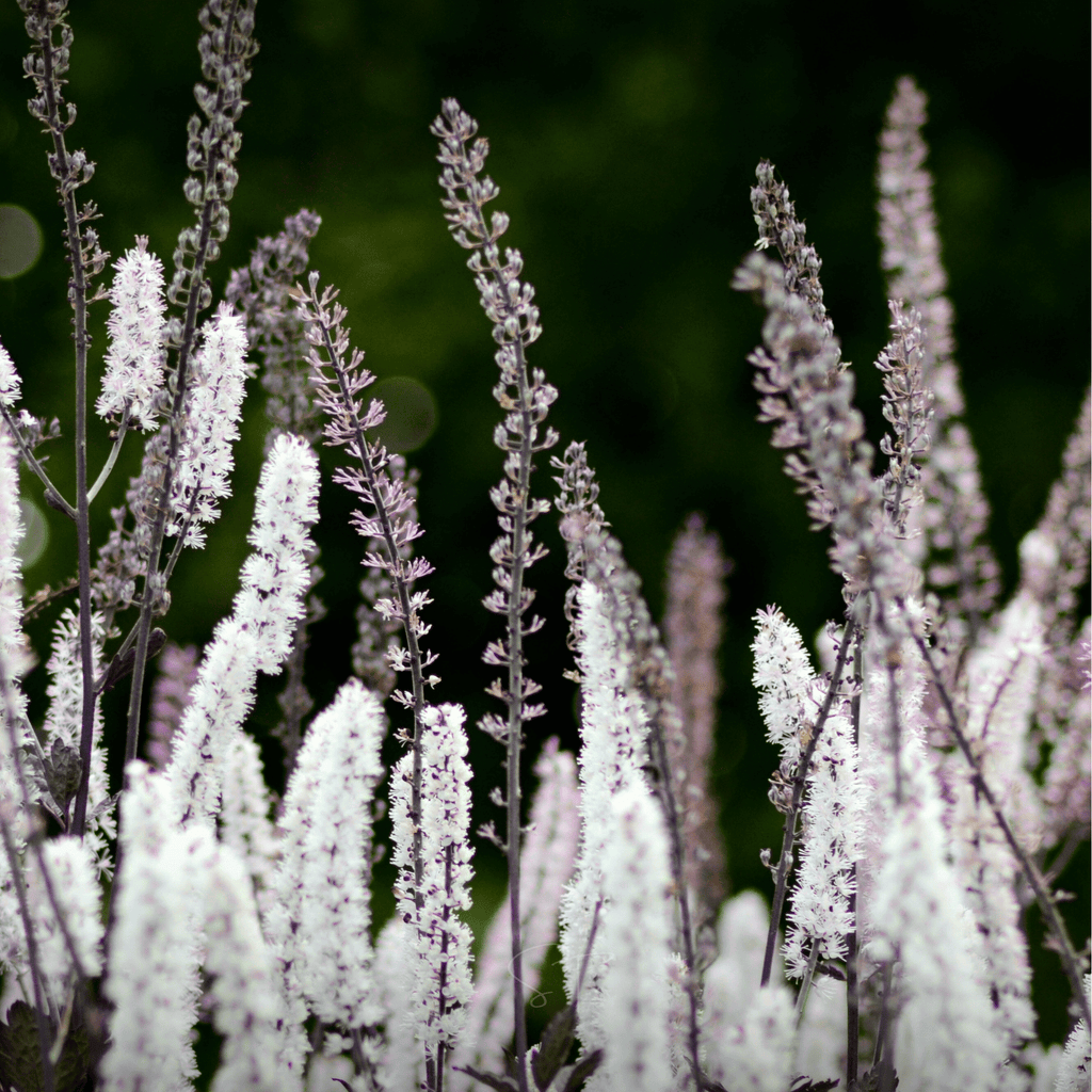 Black Cohosh (Bugbane) – 25 Seeds