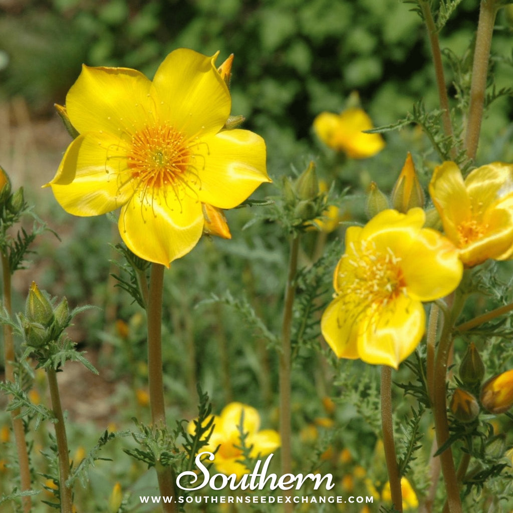 Yellow Blazing Star – 50 Seeds