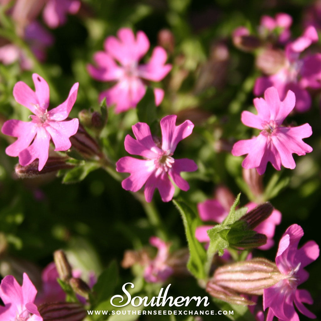Nodding Catchfly – 100 Seeds