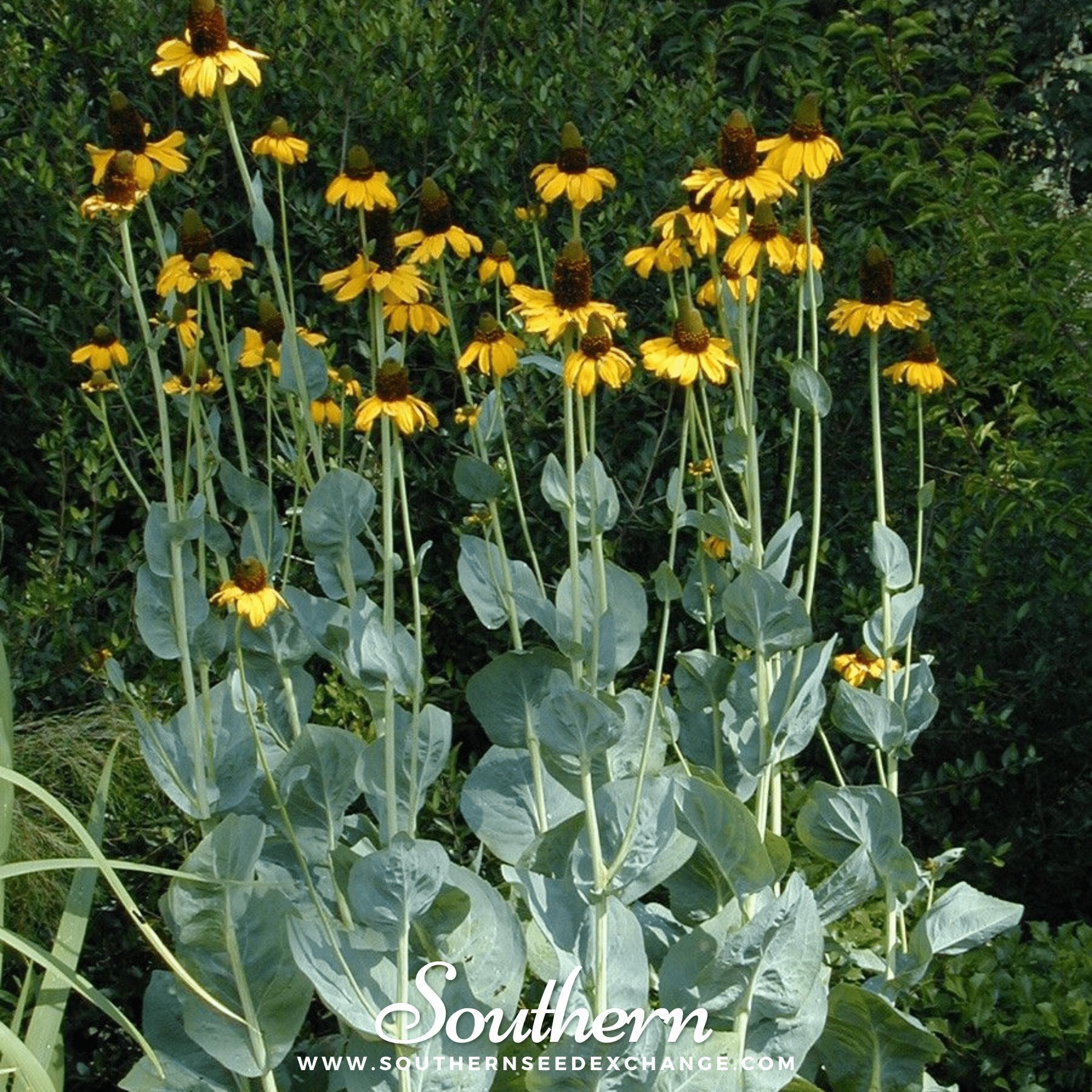 Great Coneflower – 100 Seeds