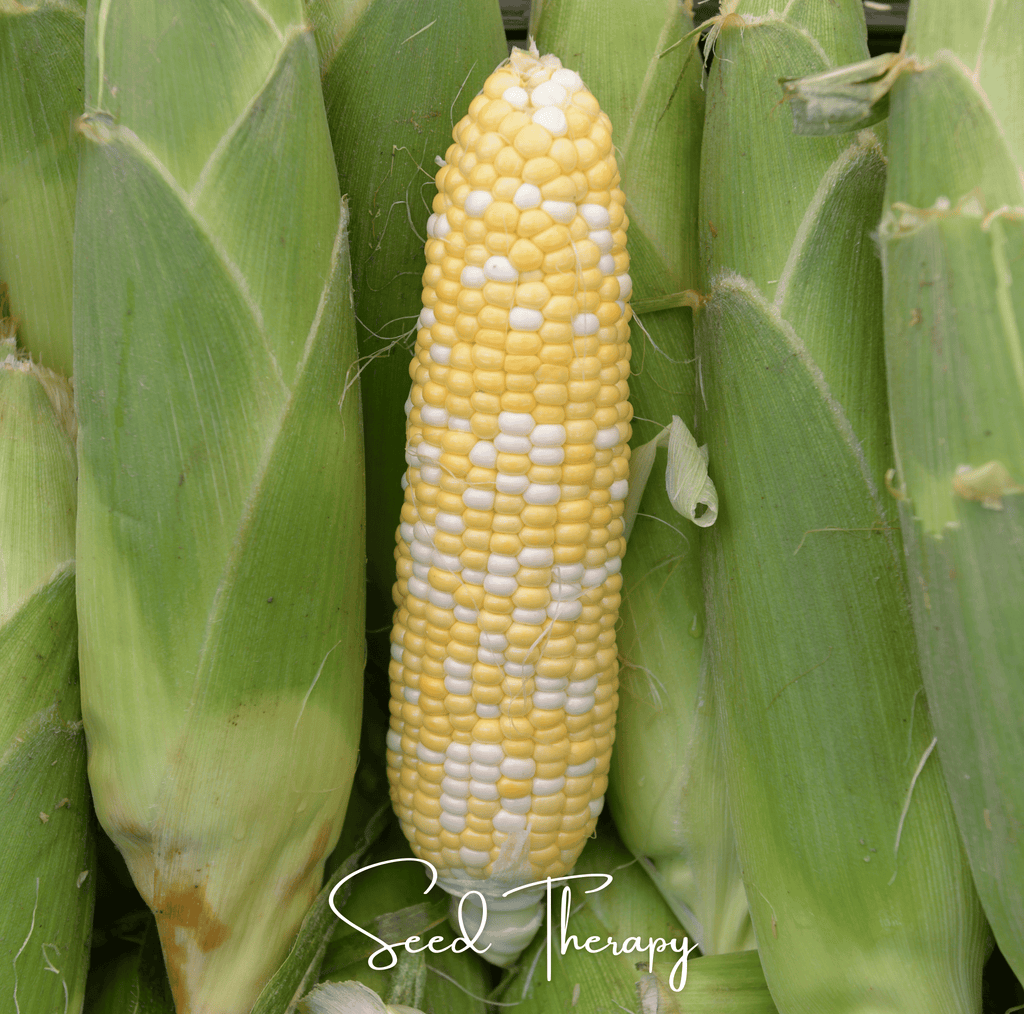 Peaches & Cream Corn – 30 Seeds