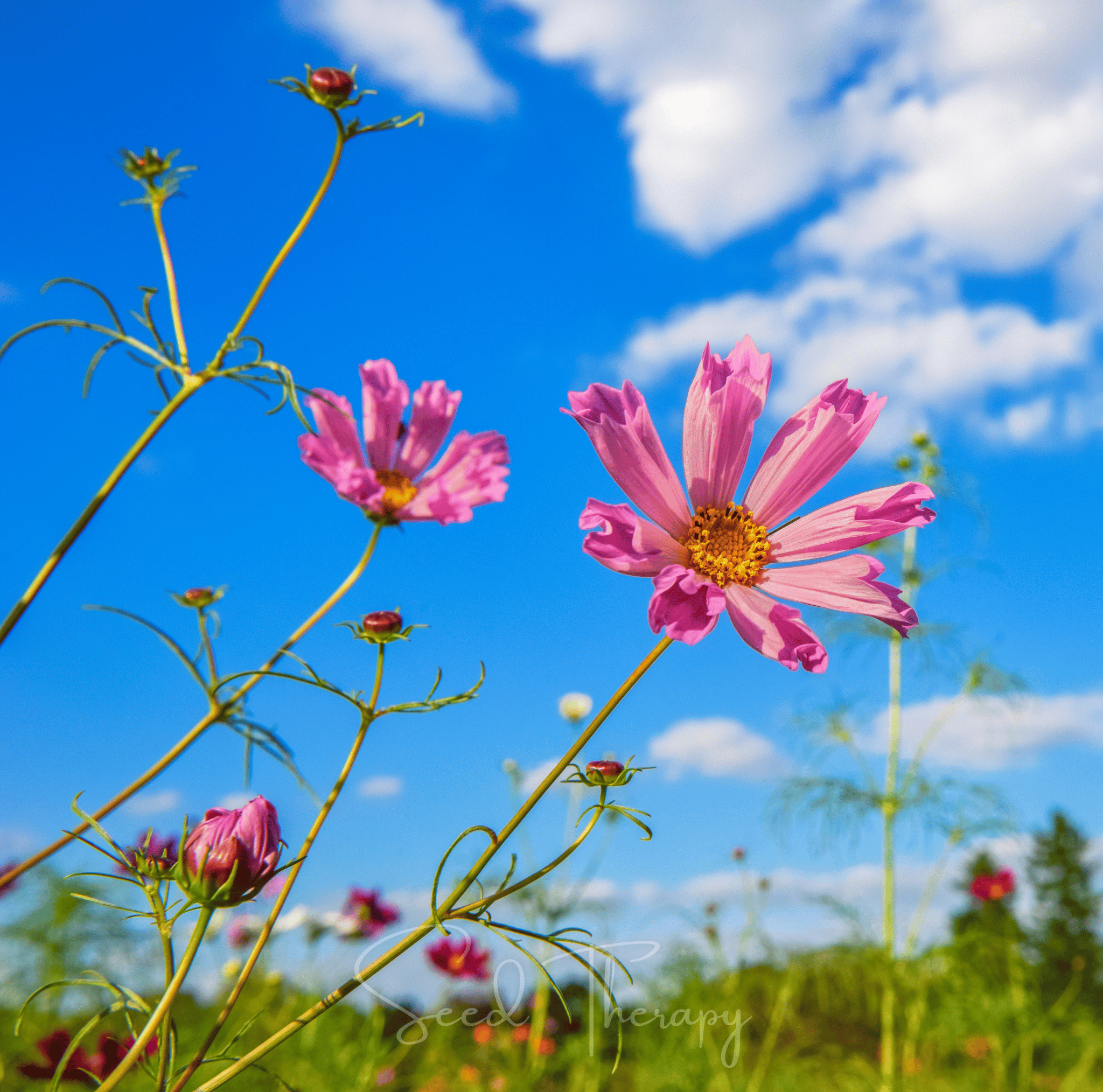 Sea Shells Cosmos – 100 Seeds