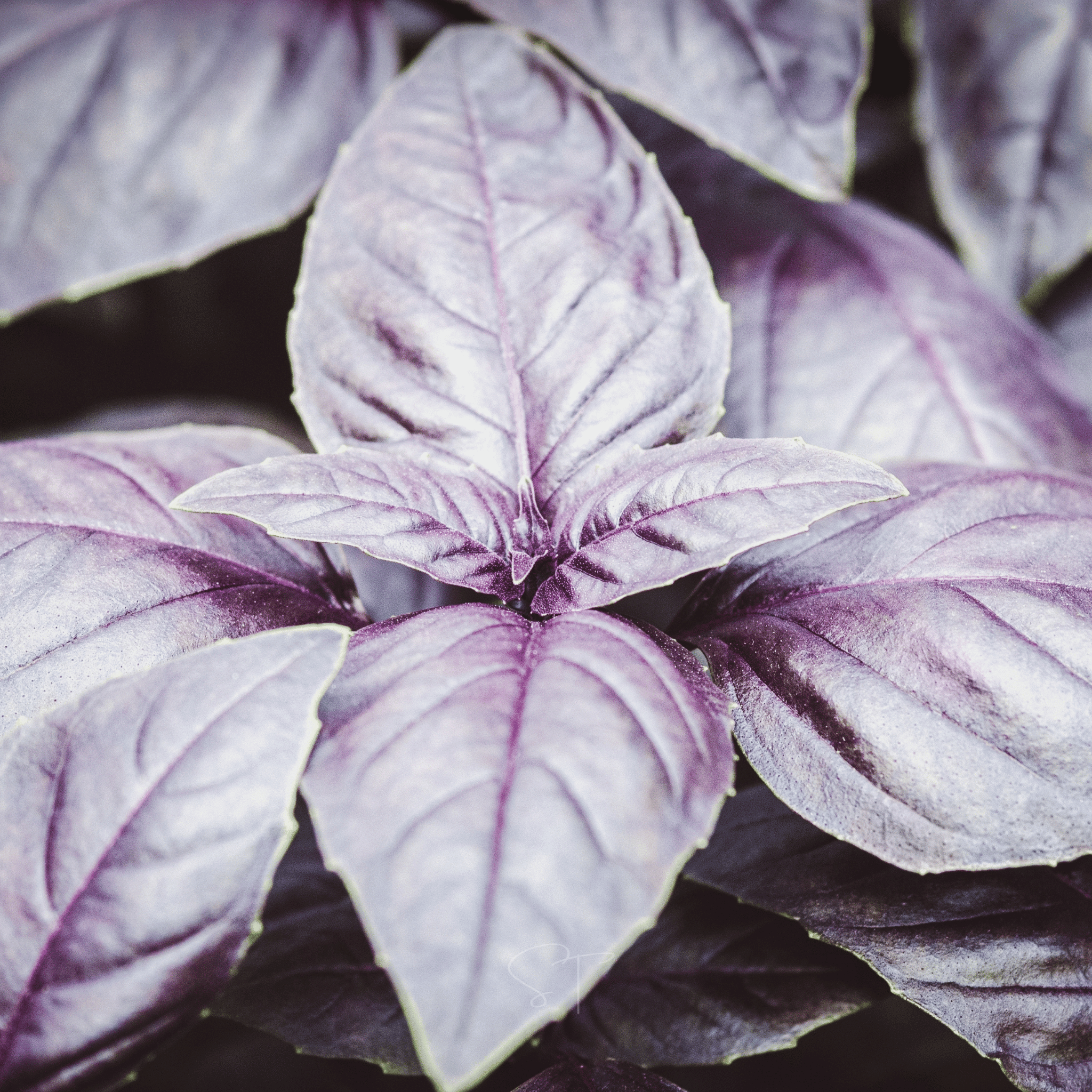 Dark Opal Basil – 250 Seeds