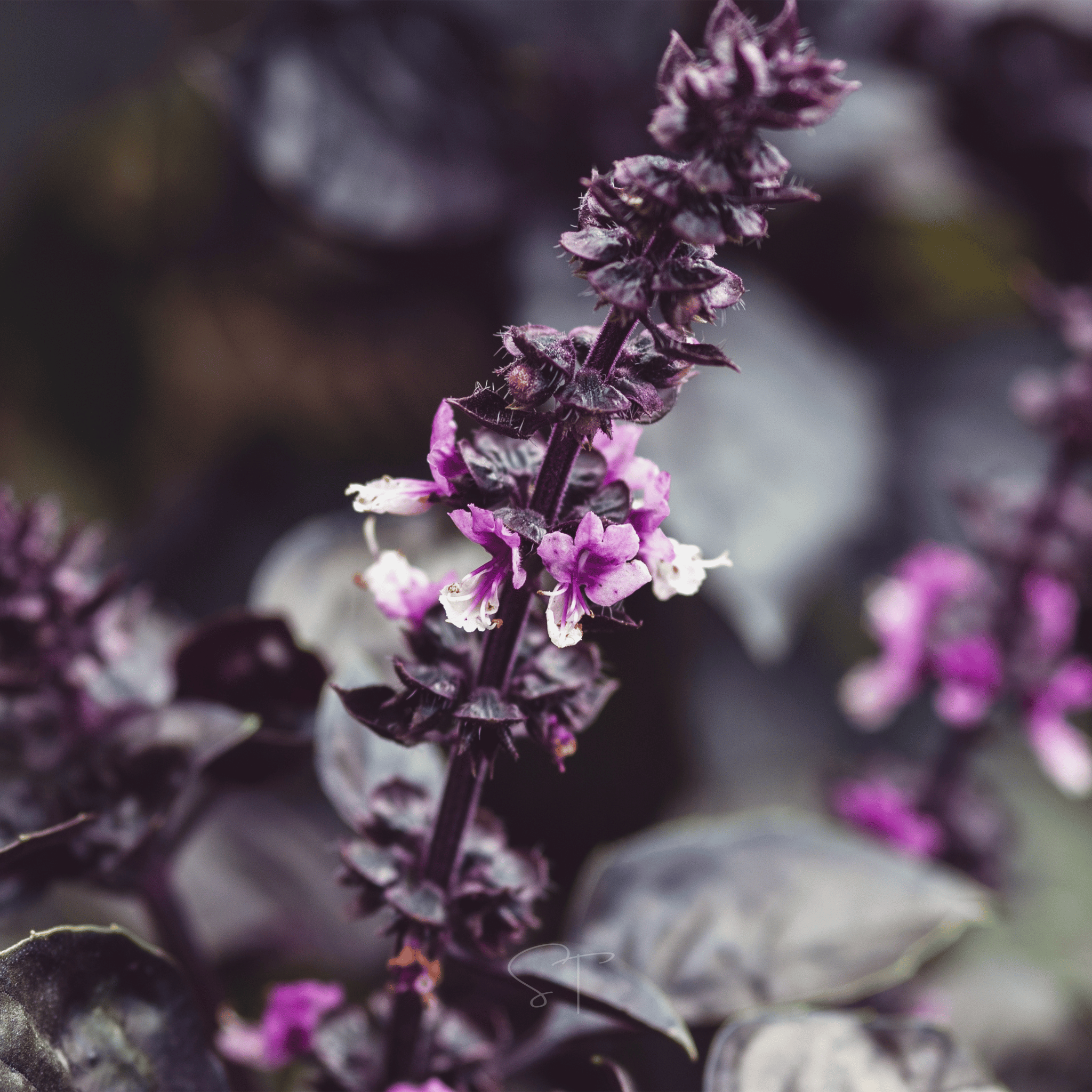 Dark Opal Basil – 250 Seeds