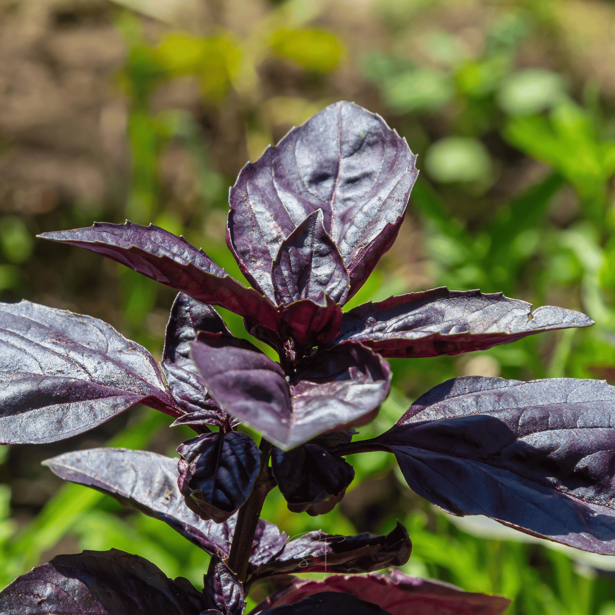 Dark Opal Basil – 250 Seeds