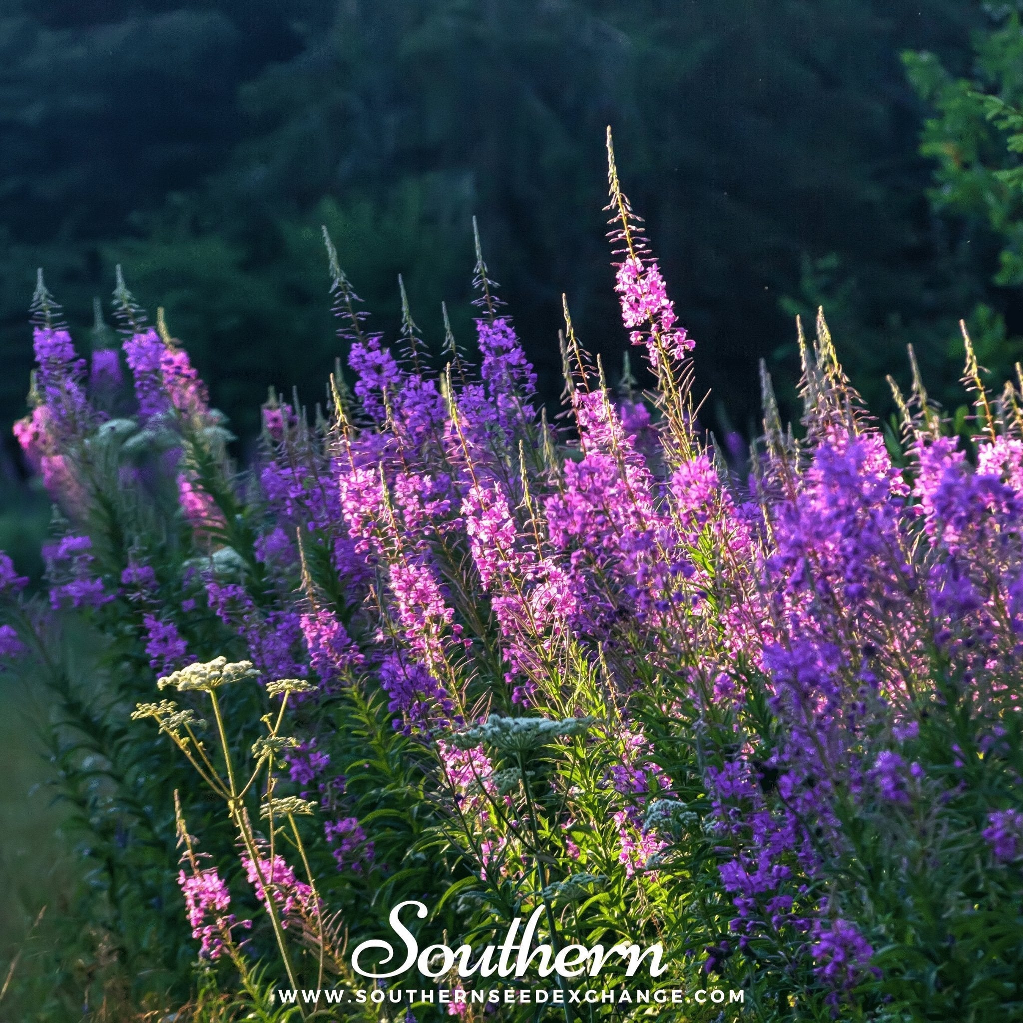 Fireweed (Willowherb) – 100 Seeds