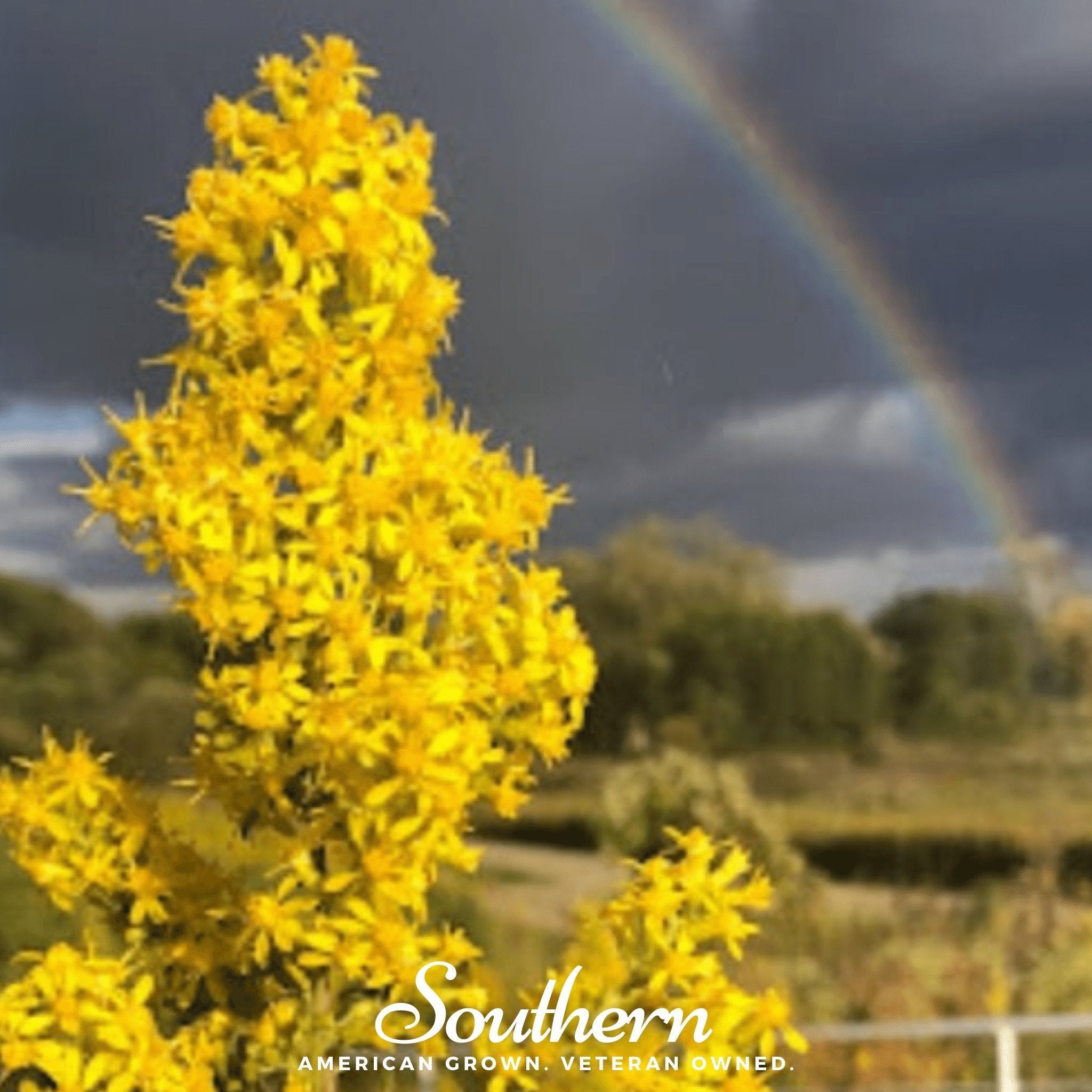 Showy Goldenrod – 100 Seeds