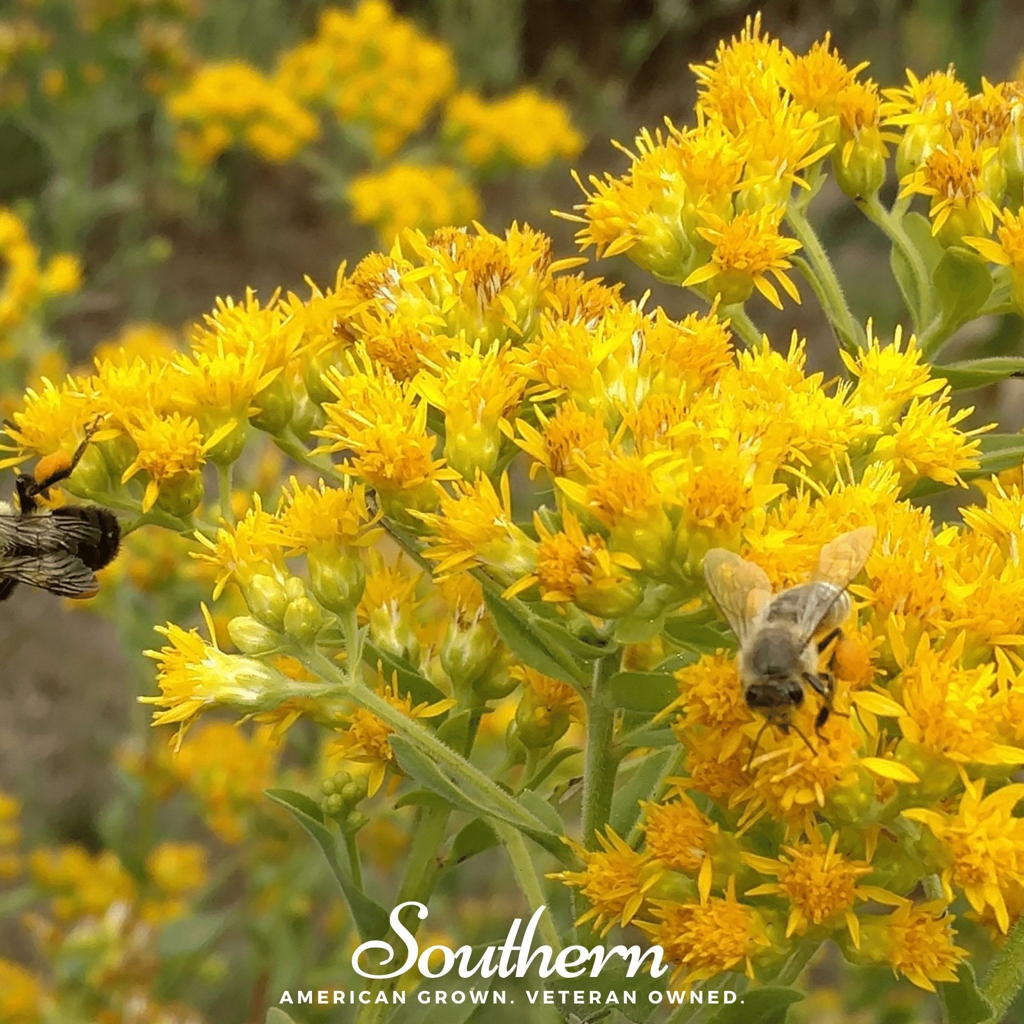 Stiff Goldenrod – 100 Seeds