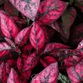 Splash Select Red Hypoestes – 25 Seeds