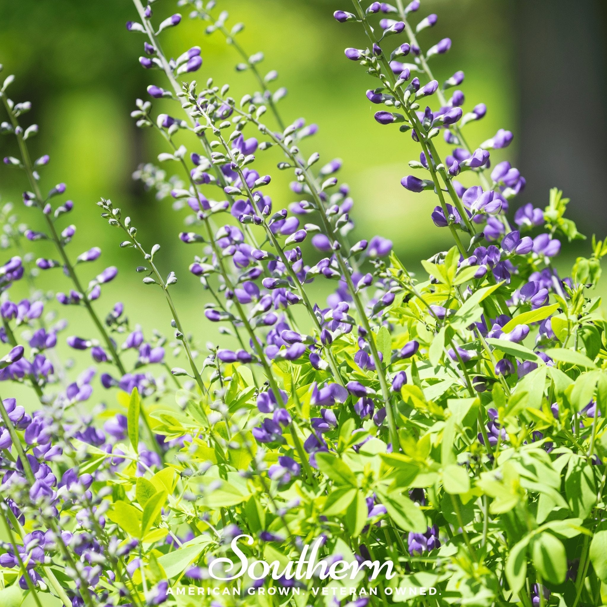 Wild Blue Indigo – 35 Seeds