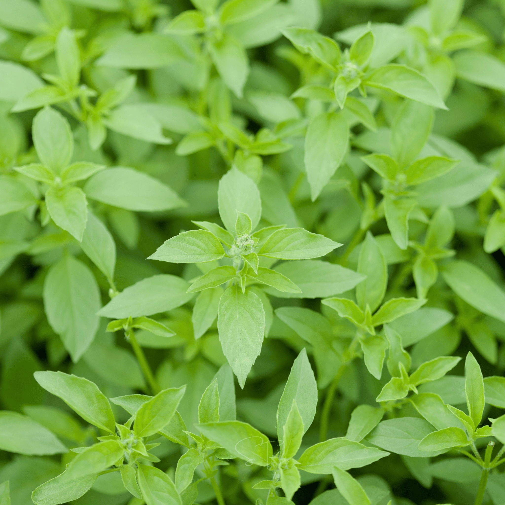 Lemon Basil – 250 Seeds