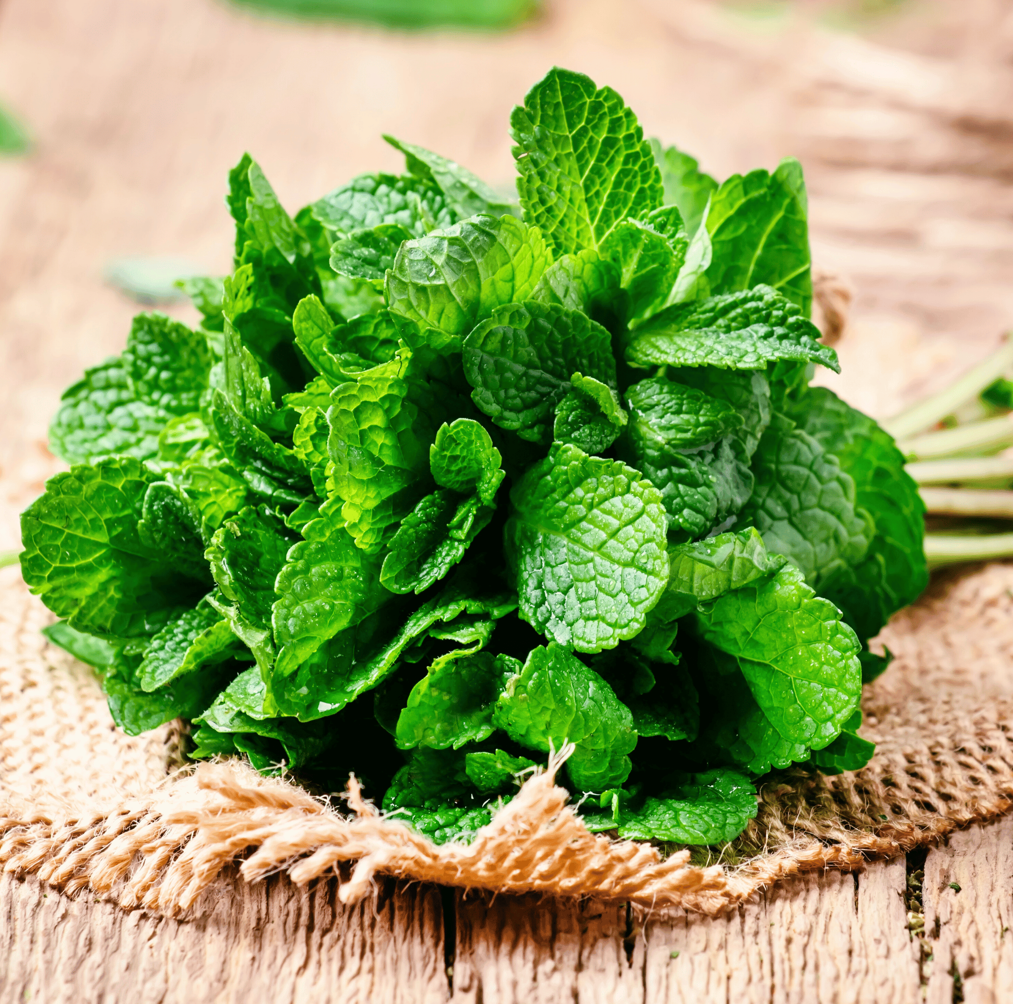 Mint – 100 Seeds