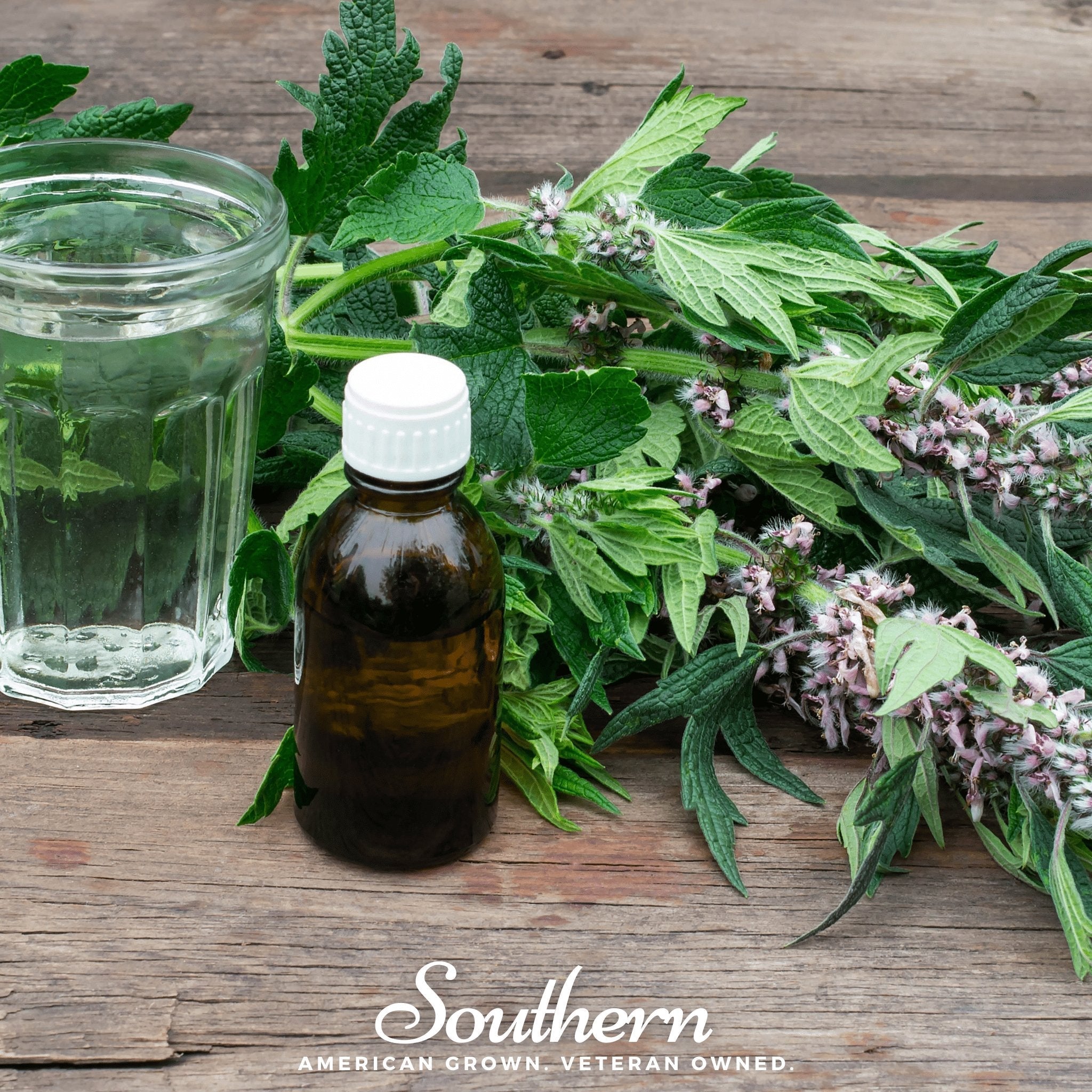 Motherwort – 50 Seeds