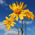 Mountain Arnica – 20 Seeds