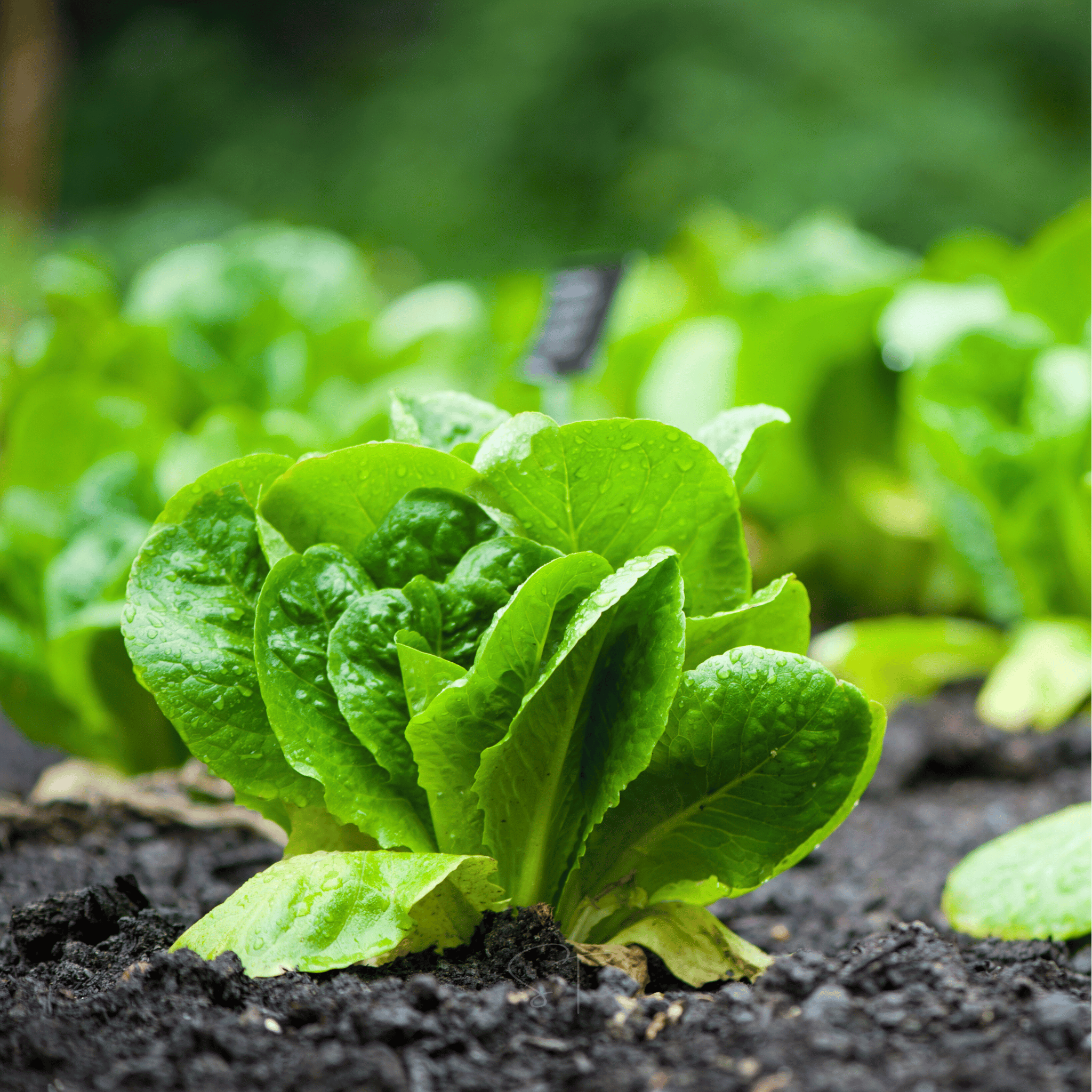 Parris Island Cos Lettuce – 500 Seeds