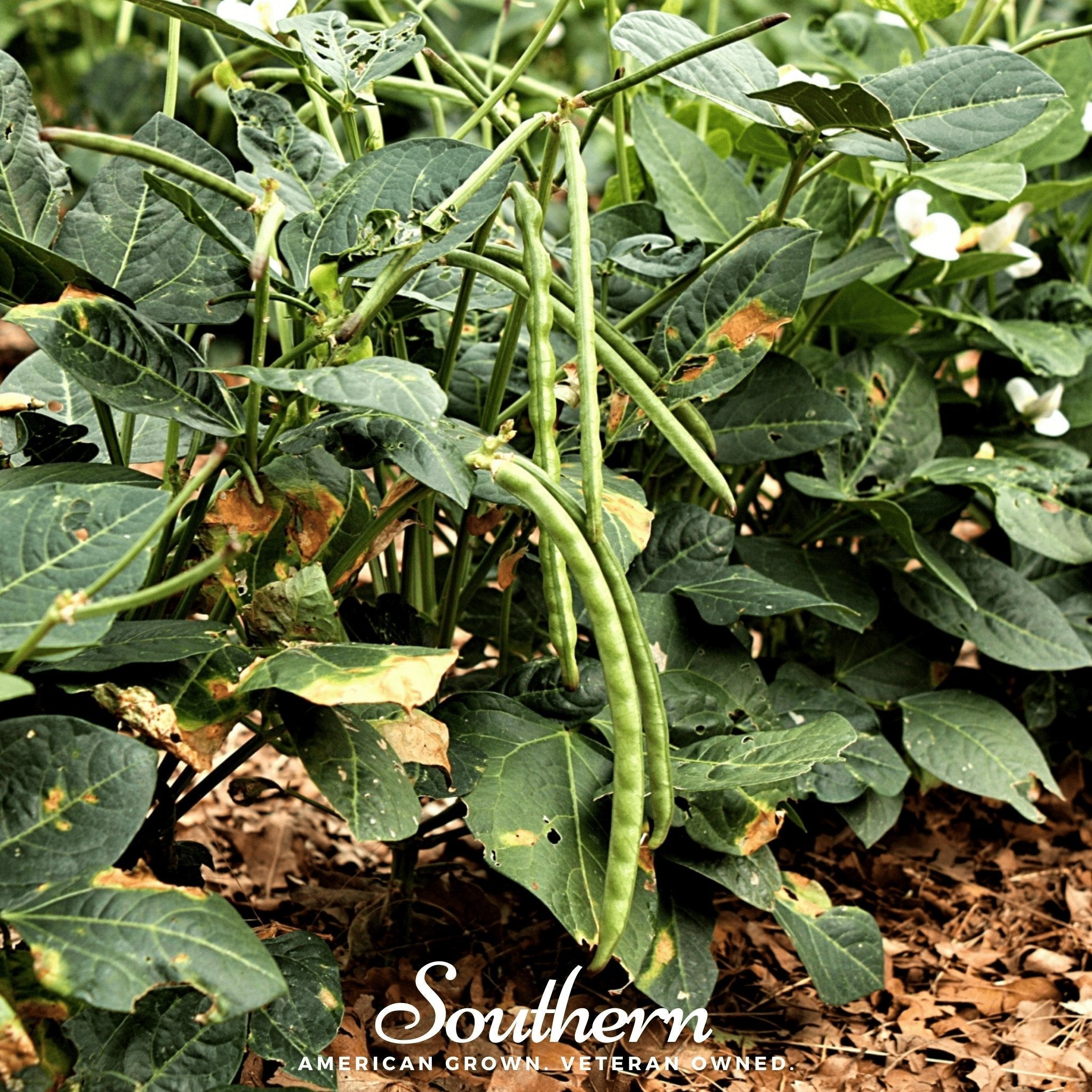 California Blackeye Peas – 50 Seeds