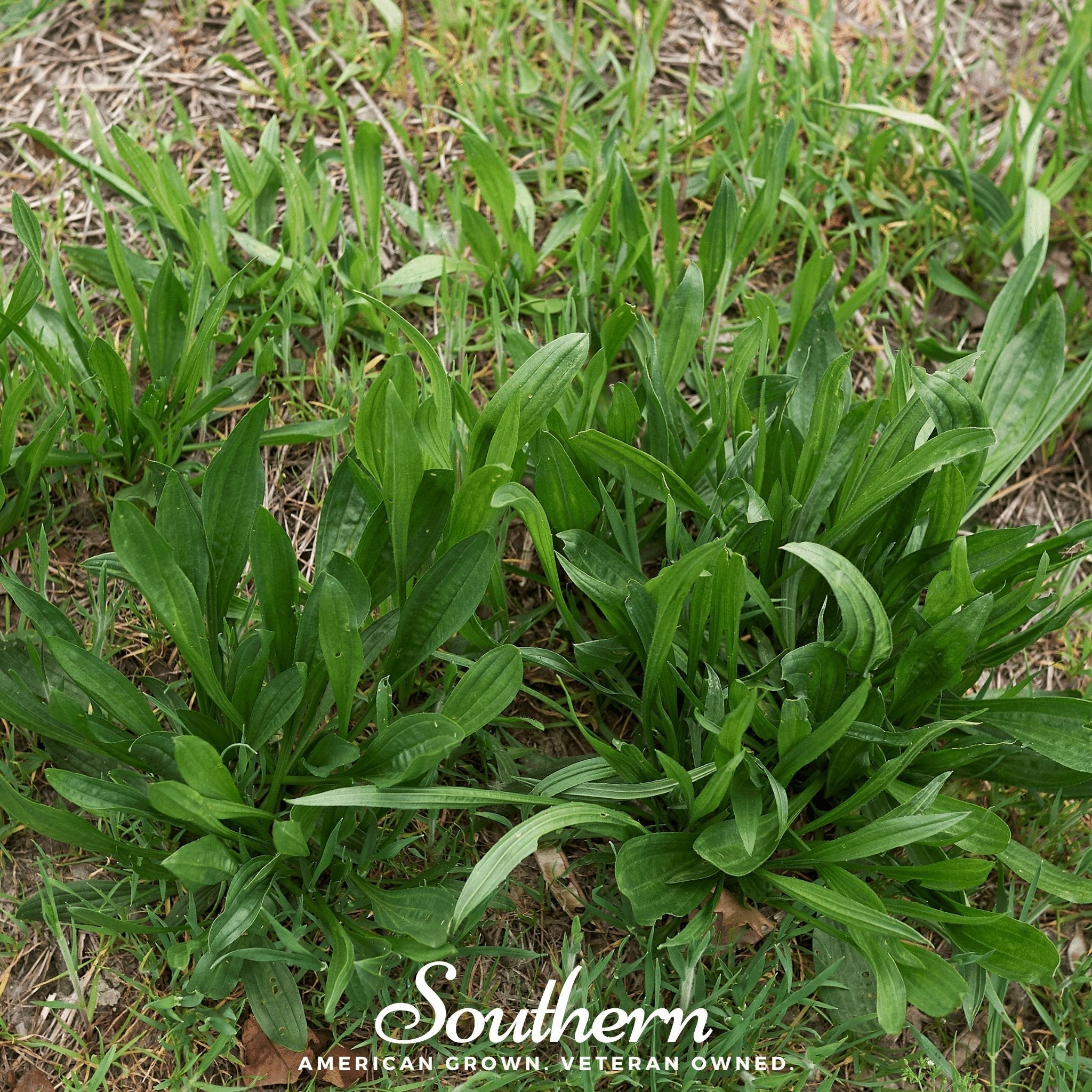 English Plantain – 100 Seeds