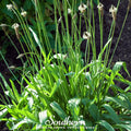 English Plantain – 100 Seeds