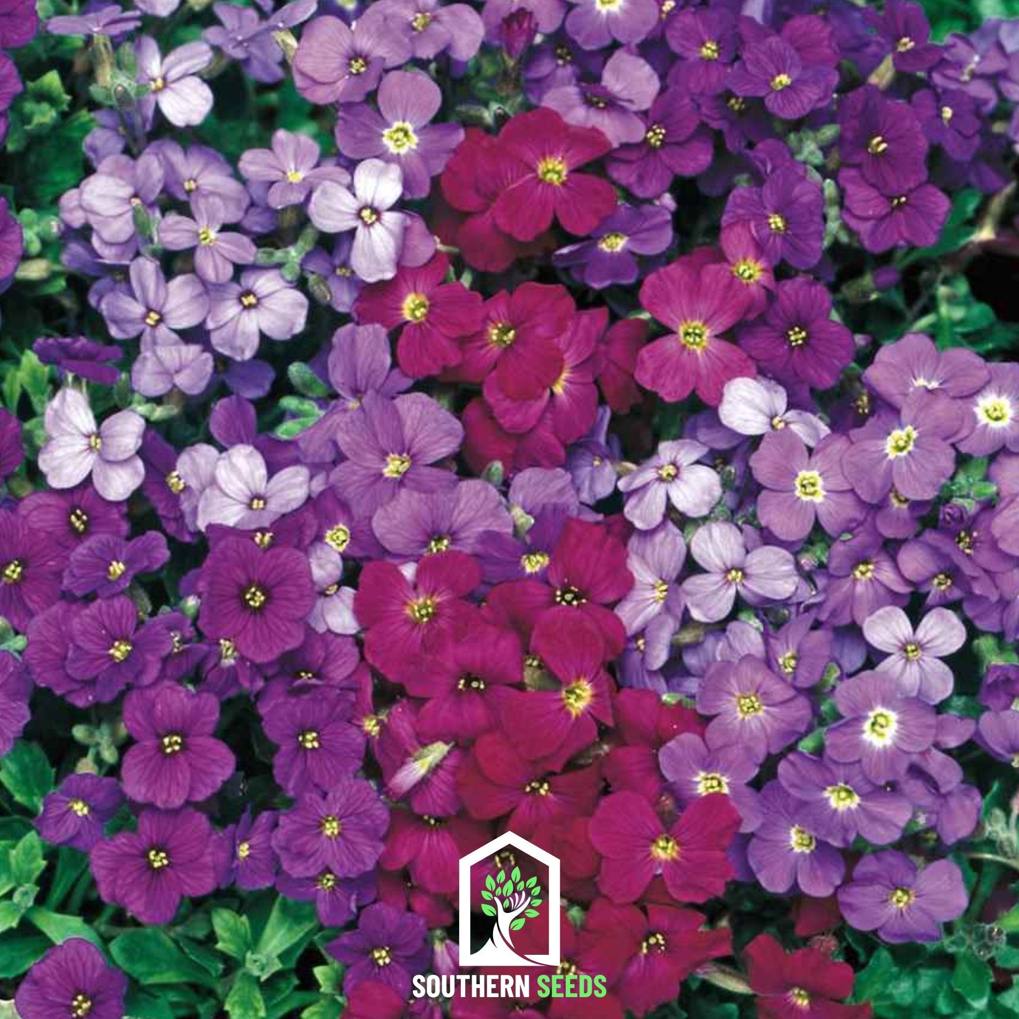 Royal Rockcress Mix – 100 Seeds
