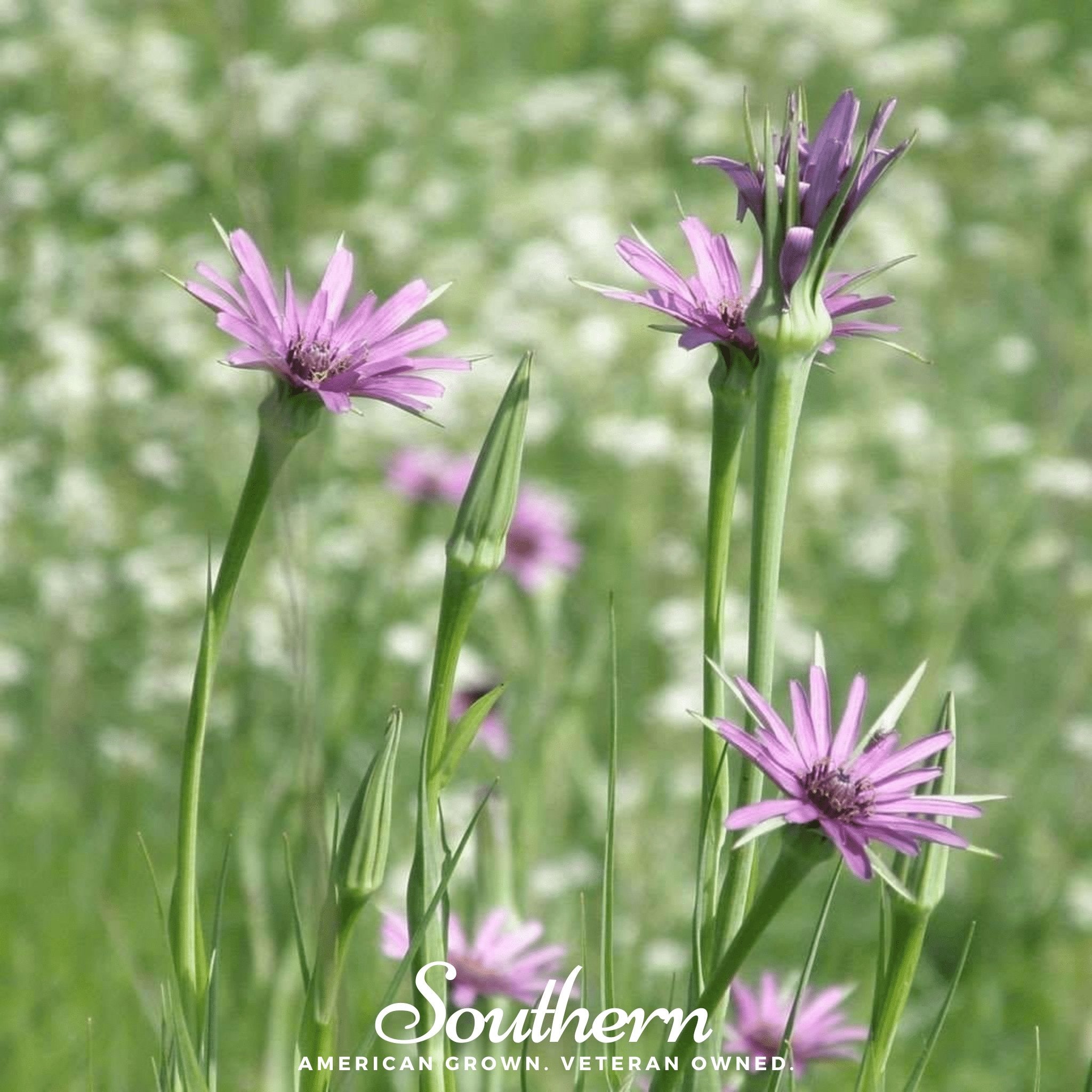 Mammoth Sandwich Island Salsify – 50 Seeds