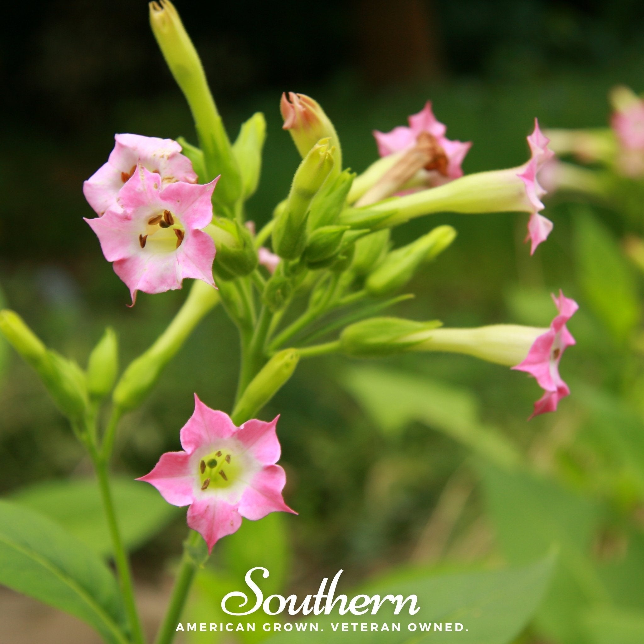 Virginia Gold Tobacco – 500 Seeds