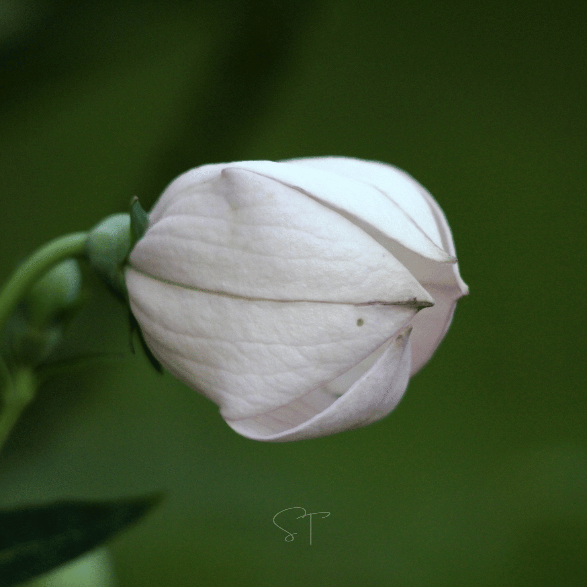 White Balloon Flower – 50 Seeds