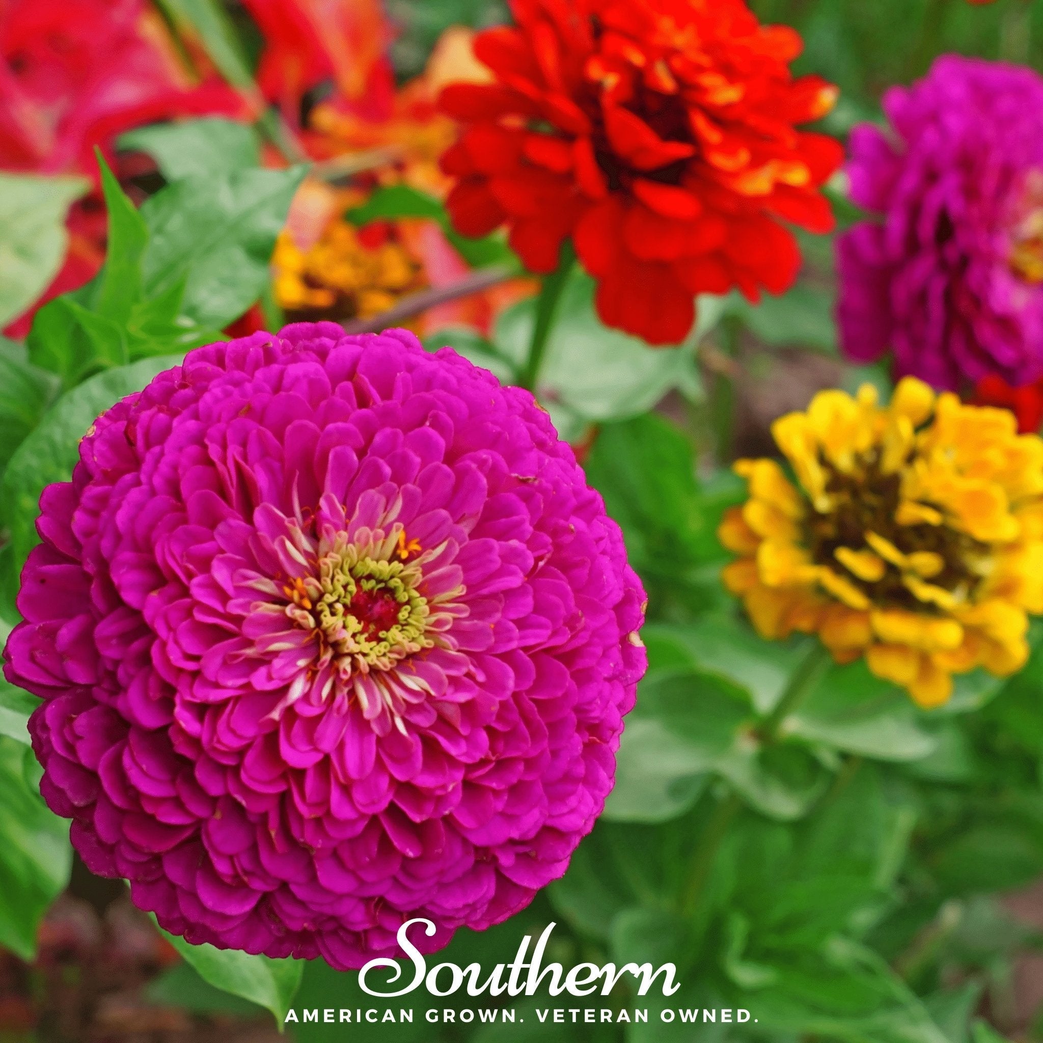 Lilliput Zinnia – 100 Seeds